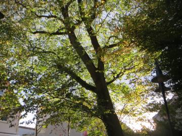 Fotografia da espécie Ulmus glabra