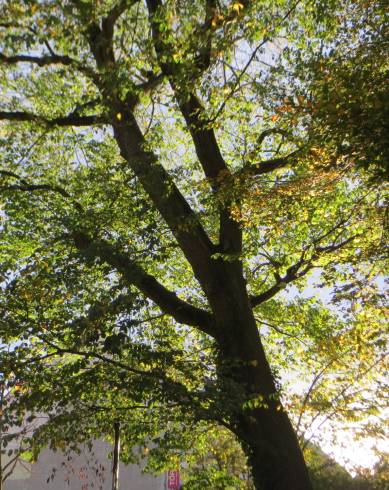 Fotografia de capa Ulmus glabra - do Jardim Botânico