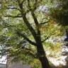 Fotografia 1 da espécie Ulmus glabra do Jardim Botânico UTAD