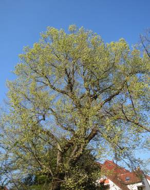 Fotografia 3 da espécie Ulmus glabra no Jardim Botânico UTAD