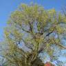 Fotografia 3 da espécie Ulmus glabra do Jardim Botânico UTAD