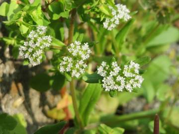 Fotografia da espécie Valerianella locusta subesp. locusta