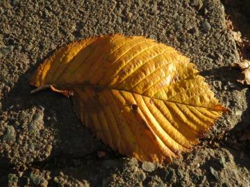 Fotografia da espécie Ulmus glabra