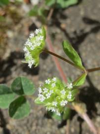 Fotografia da espécie Valerianella locusta subesp. locusta