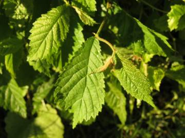 Fotografia da espécie Ulmus glabra