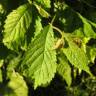 Fotografia 6 da espécie Ulmus glabra do Jardim Botânico UTAD