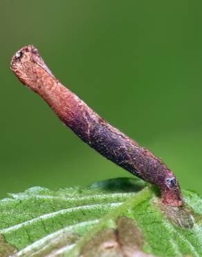 Fotografia 7 da espécie Ulmus glabra no Jardim Botânico UTAD