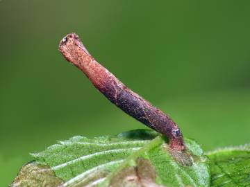 Fotografia da espécie Ulmus glabra