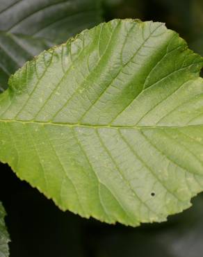 Fotografia 8 da espécie Ulmus glabra no Jardim Botânico UTAD