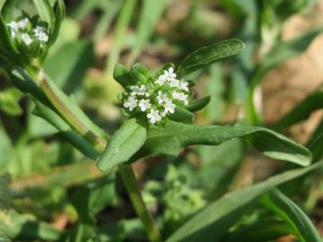 Fotografia da espécie Valerianella locusta subesp. locusta