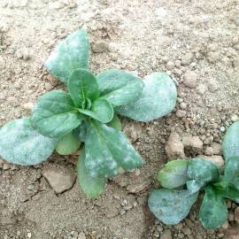 Fotografia da espécie Valerianella locusta subesp. locusta