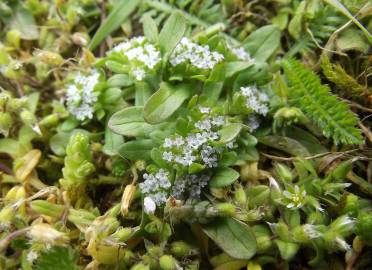 Fotografia da espécie Valerianella locusta subesp. locusta