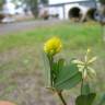 Fotografia 5 da espécie Trifolium dubium do Jardim Botânico UTAD