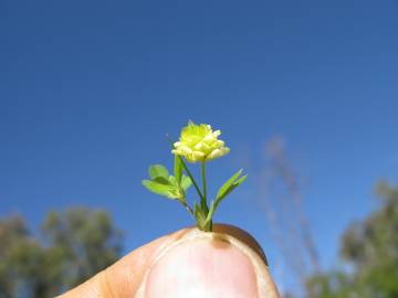 Fotografia da espécie Trifolium dubium