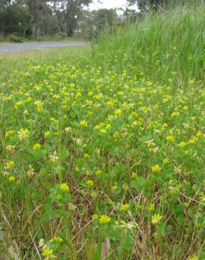 Fotografia 7 da espécie Trifolium dubium no Jardim Botânico UTAD