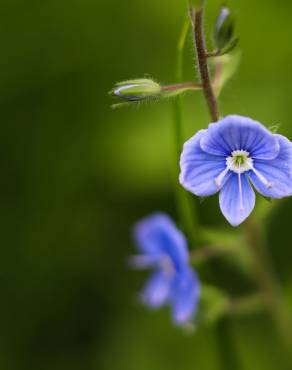 Fotografia 1 da espécie Veronica persica no Jardim Botânico UTAD