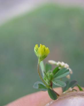 Fotografia 9 da espécie Trifolium dubium no Jardim Botânico UTAD