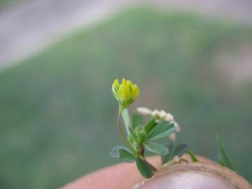 Fotografia da espécie Trifolium dubium