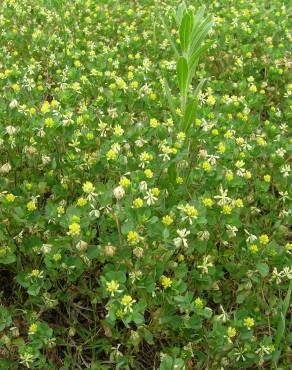 Fotografia 10 da espécie Trifolium dubium no Jardim Botânico UTAD