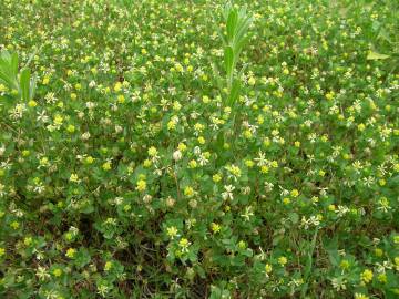 Fotografia da espécie Trifolium dubium