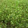 Fotografia 10 da espécie Trifolium dubium do Jardim Botânico UTAD