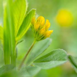 Fotografia da espécie Trifolium dubium