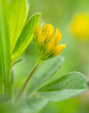 Fotografia 11 da espécie Trifolium dubium no Jardim Botânico UTAD