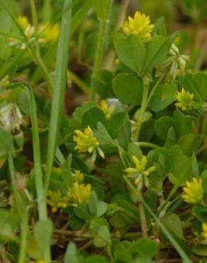 Fotografia 12 da espécie Trifolium dubium no Jardim Botânico UTAD