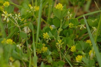 Fotografia da espécie Trifolium dubium