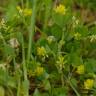 Fotografia 12 da espécie Trifolium dubium do Jardim Botânico UTAD