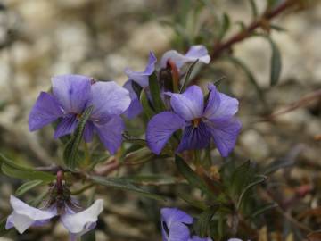 Fotografia da espécie Viola arborescens