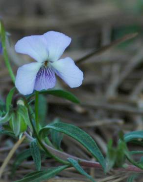 Fotografia 3 da espécie Viola arborescens no Jardim Botânico UTAD