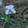 Fotografia 3 da espécie Viola arborescens do Jardim Botânico UTAD