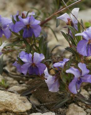 Fotografia 4 da espécie Viola arborescens no Jardim Botânico UTAD