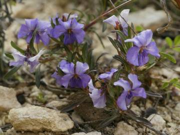 Fotografia da espécie Viola arborescens