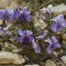 Fotografia 4 da espécie Viola arborescens do Jardim Botânico UTAD