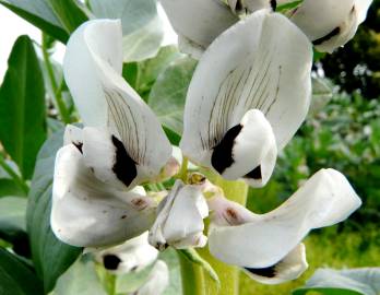 Fotografia da espécie Vicia faba