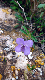 Fotografia da espécie Viola arborescens