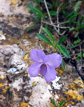 Fotografia 5 da espécie Viola arborescens no Jardim Botânico UTAD