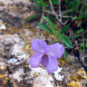 Fotografia 5 da espécie Viola arborescens do Jardim Botânico UTAD