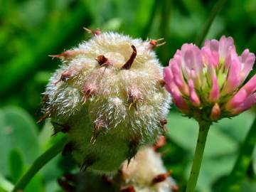 Fotografia da espécie Trifolium fragiferum