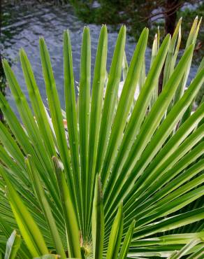 Fotografia 5 da espécie Trachycarpus fortunei no Jardim Botânico UTAD