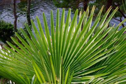 Fotografia da espécie Trachycarpus fortunei