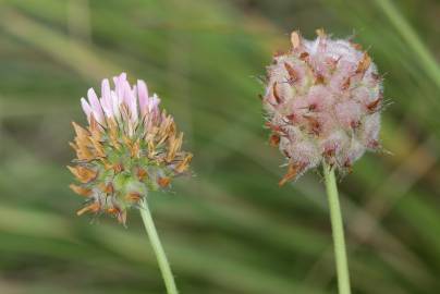 Fotografia da espécie Trifolium fragiferum