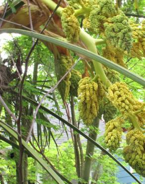 Fotografia 6 da espécie Trachycarpus fortunei no Jardim Botânico UTAD