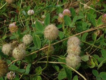 Fotografia da espécie Trifolium fragiferum