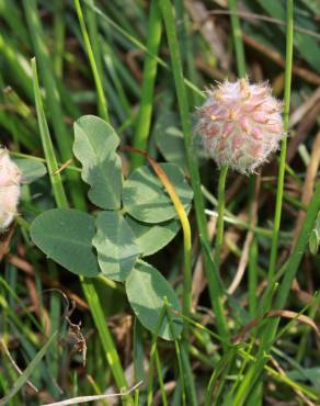 Fotografia 5 da espécie Trifolium fragiferum no Jardim Botânico UTAD