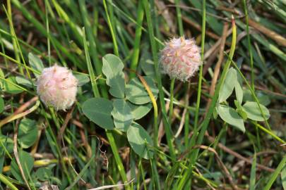 Fotografia da espécie Trifolium fragiferum