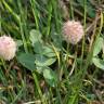 Fotografia 5 da espécie Trifolium fragiferum do Jardim Botânico UTAD