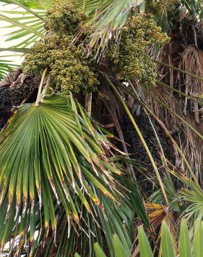 Fotografia 8 da espécie Trachycarpus fortunei no Jardim Botânico UTAD